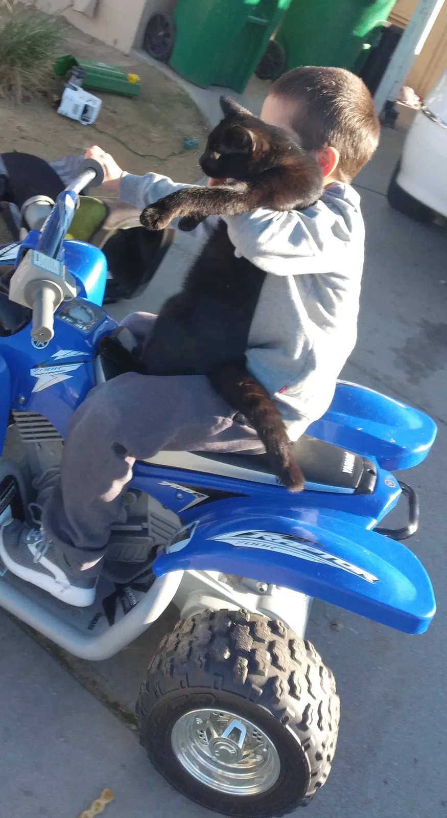 Lost cat in Gridley, CA, 95948