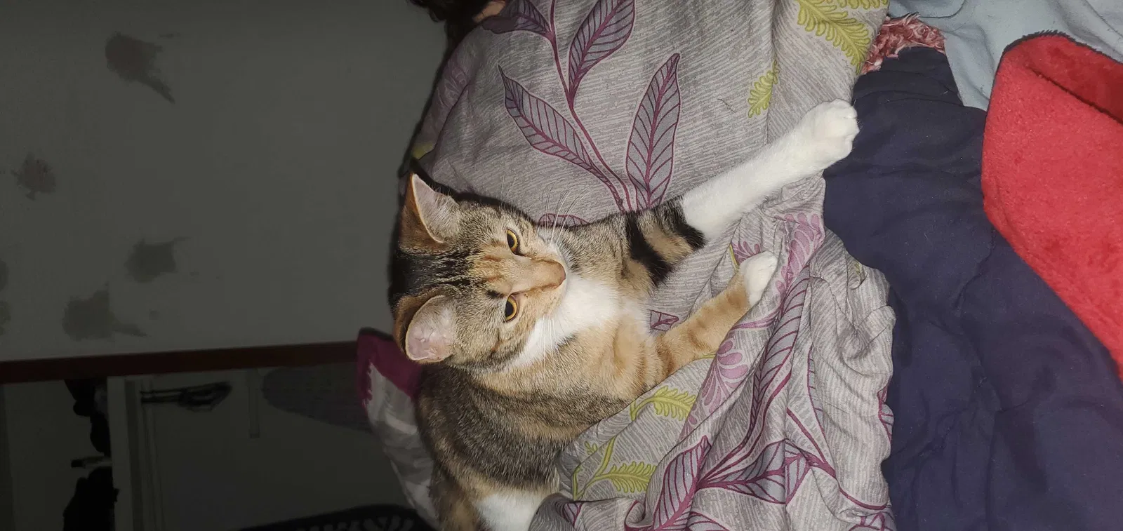 Lost cat in Iowa City, IA, 52240