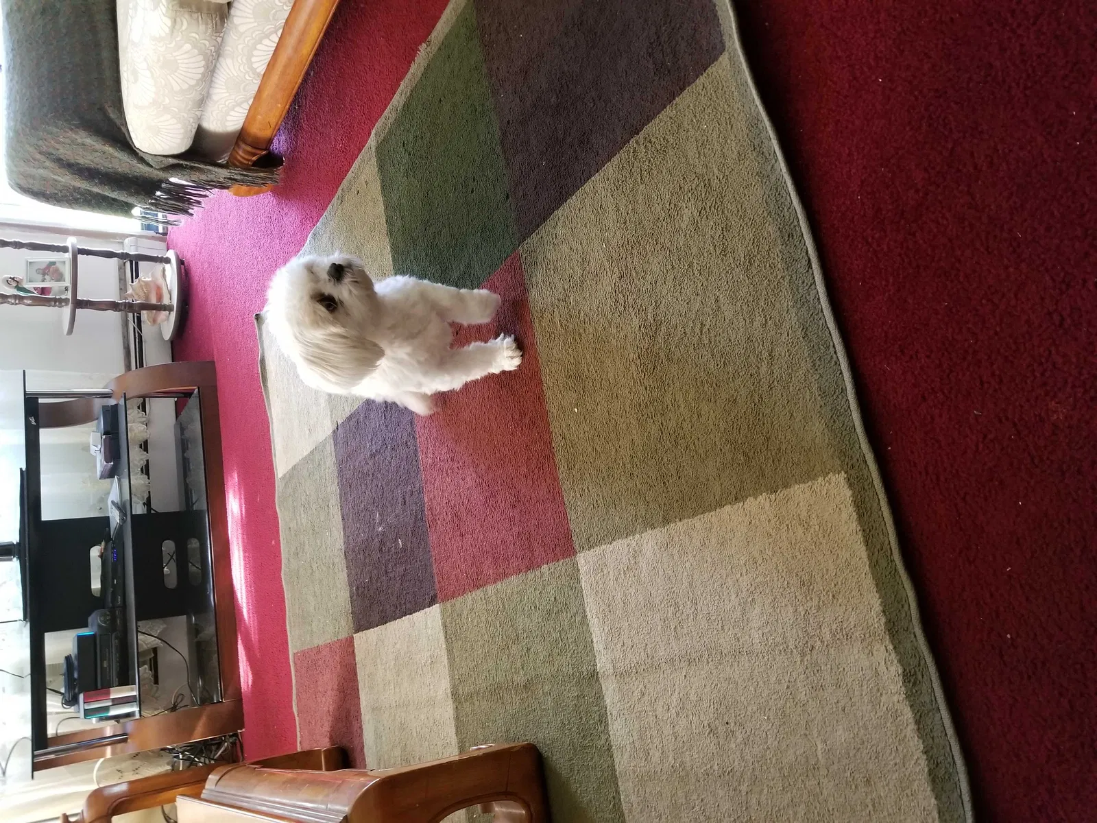 Lost dog in Hazel Crest, IL, 60429
