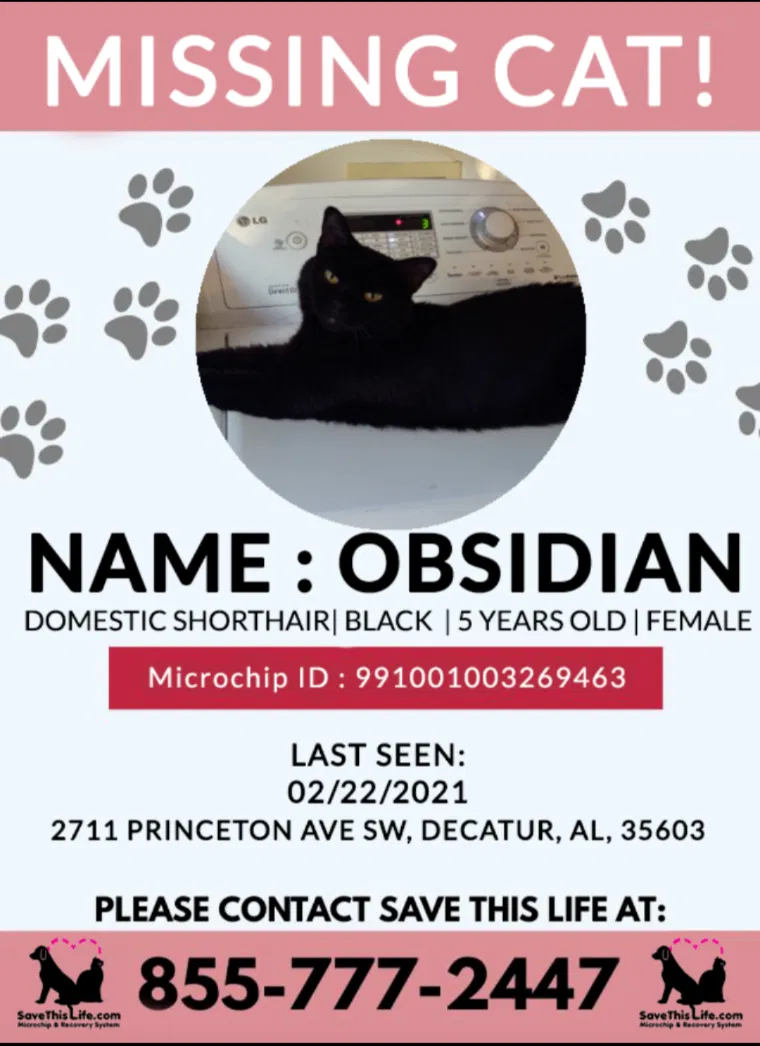 Lost cat in Decatur, AL, 35603