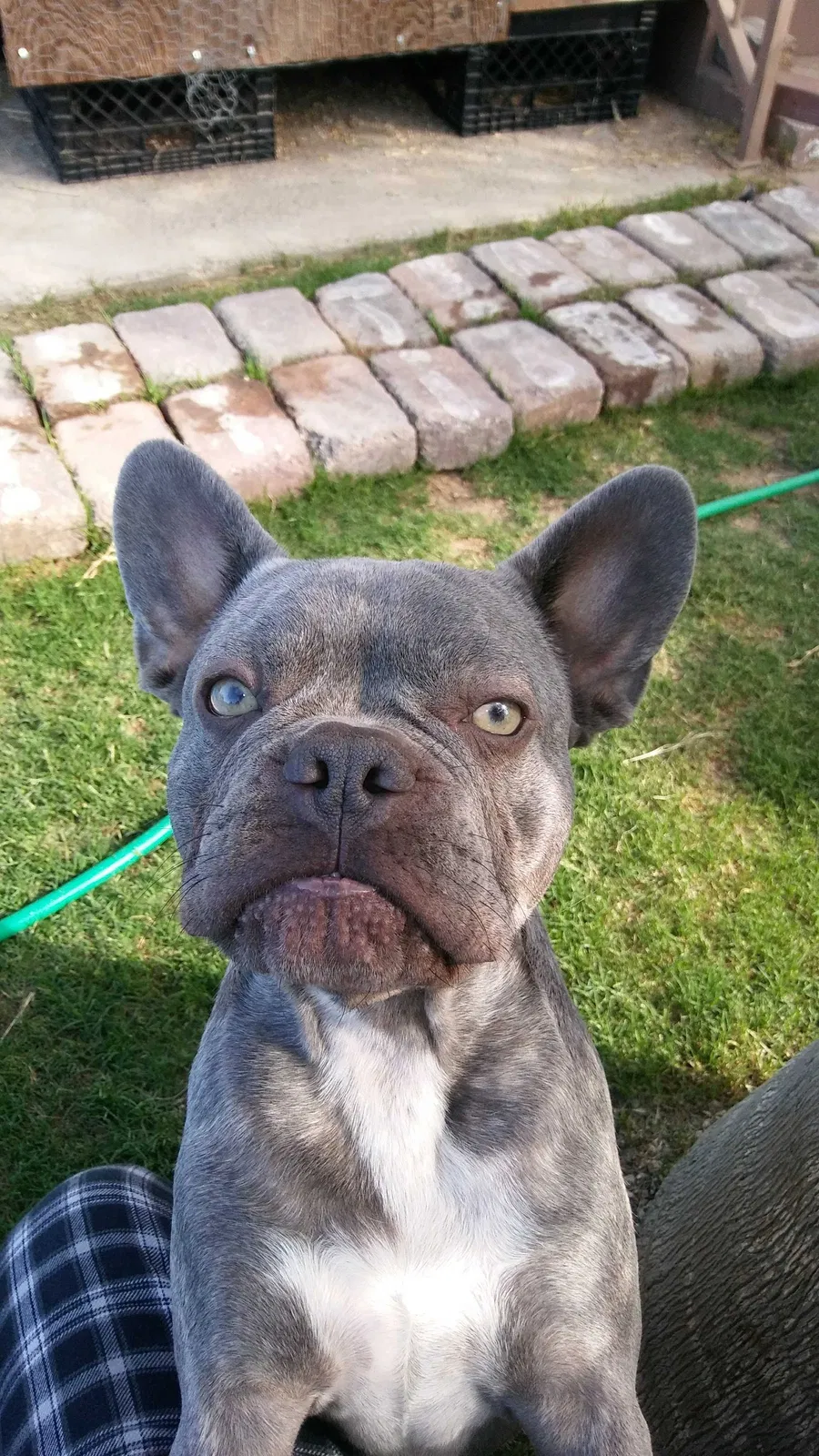 Lost dog in Perris, CA, 92570