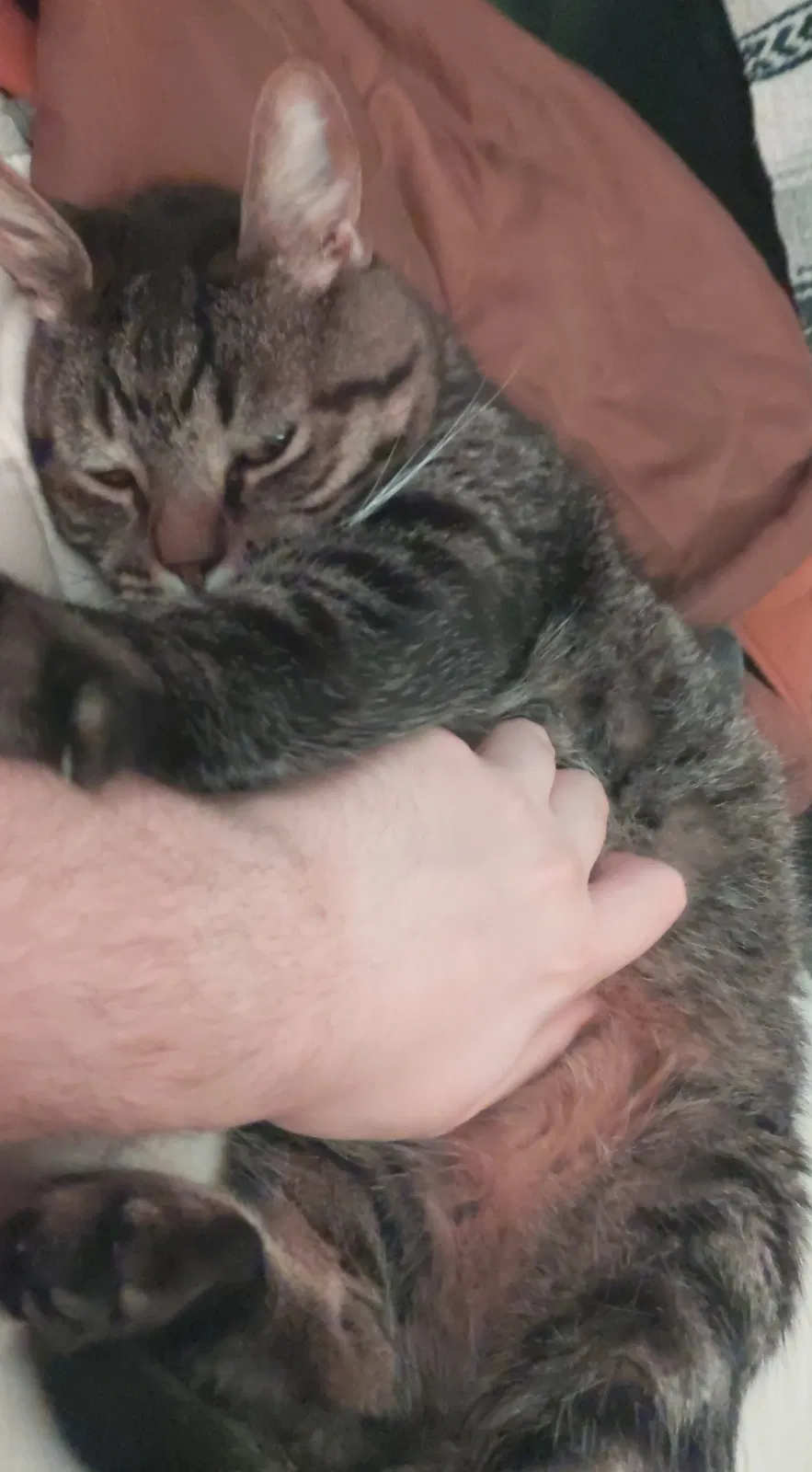 Lost cat in Deltona, FL, 32738