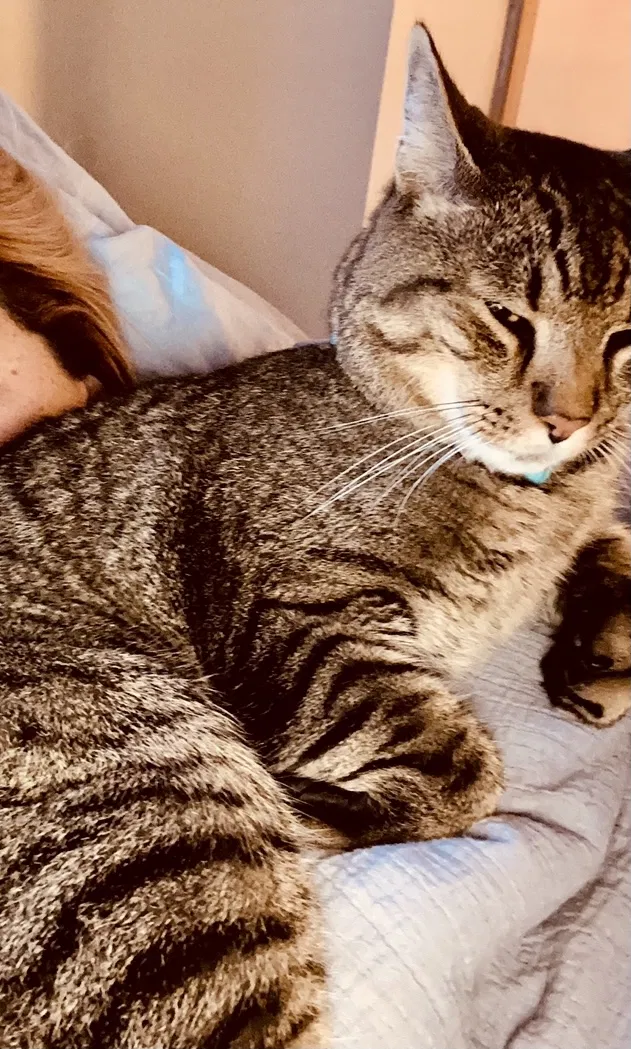 Lost cat in Nashua, NH, 3060