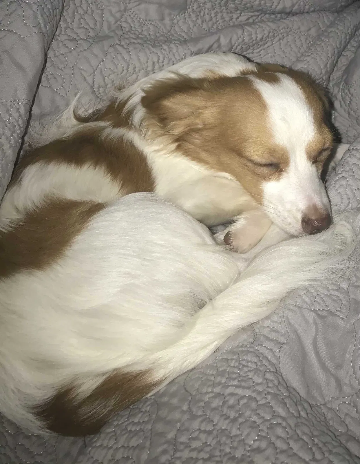 Lost dog in Upper Marlboro, MD, 20774
