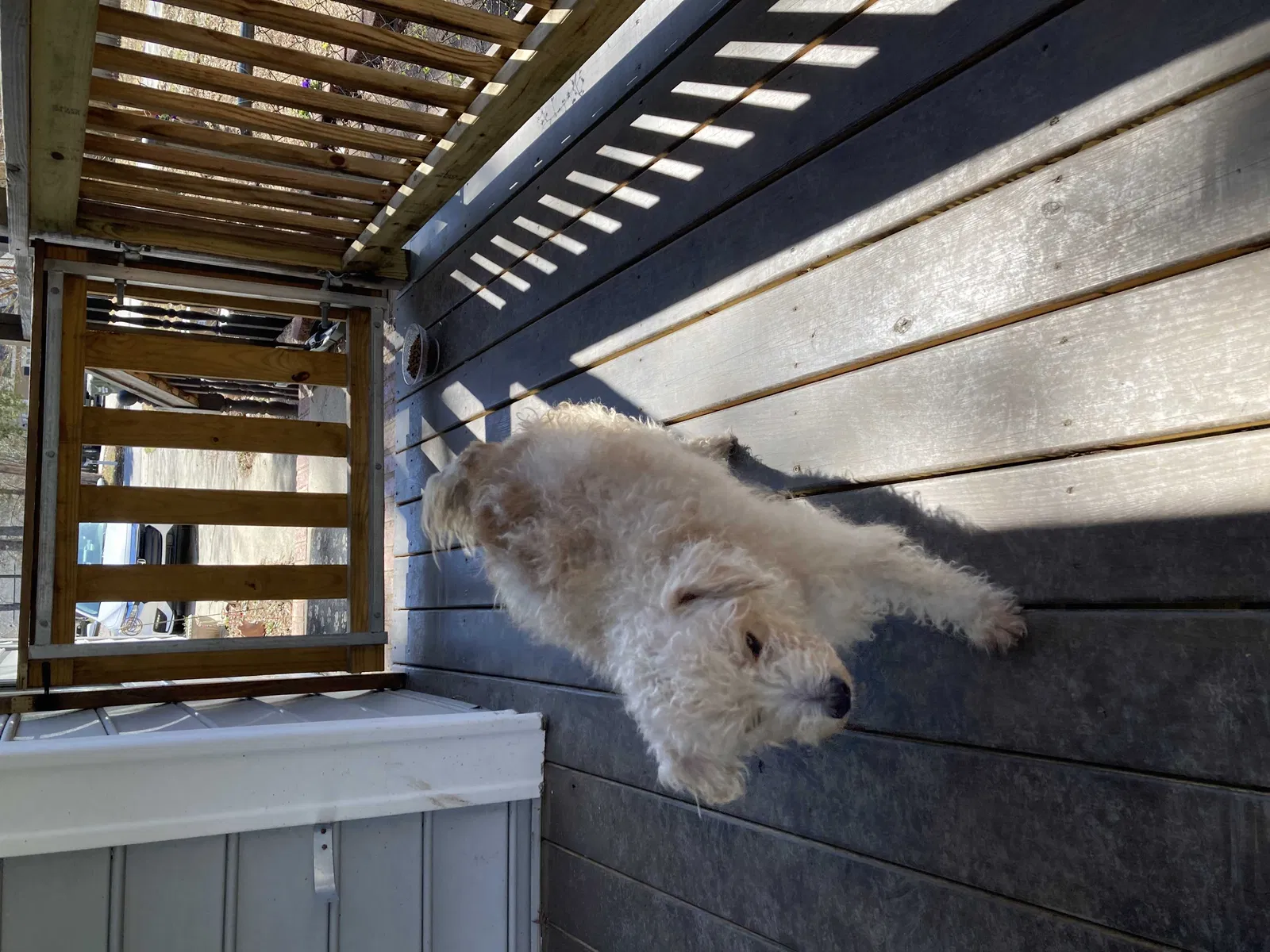 Found dog in Irmo, SC, 29063