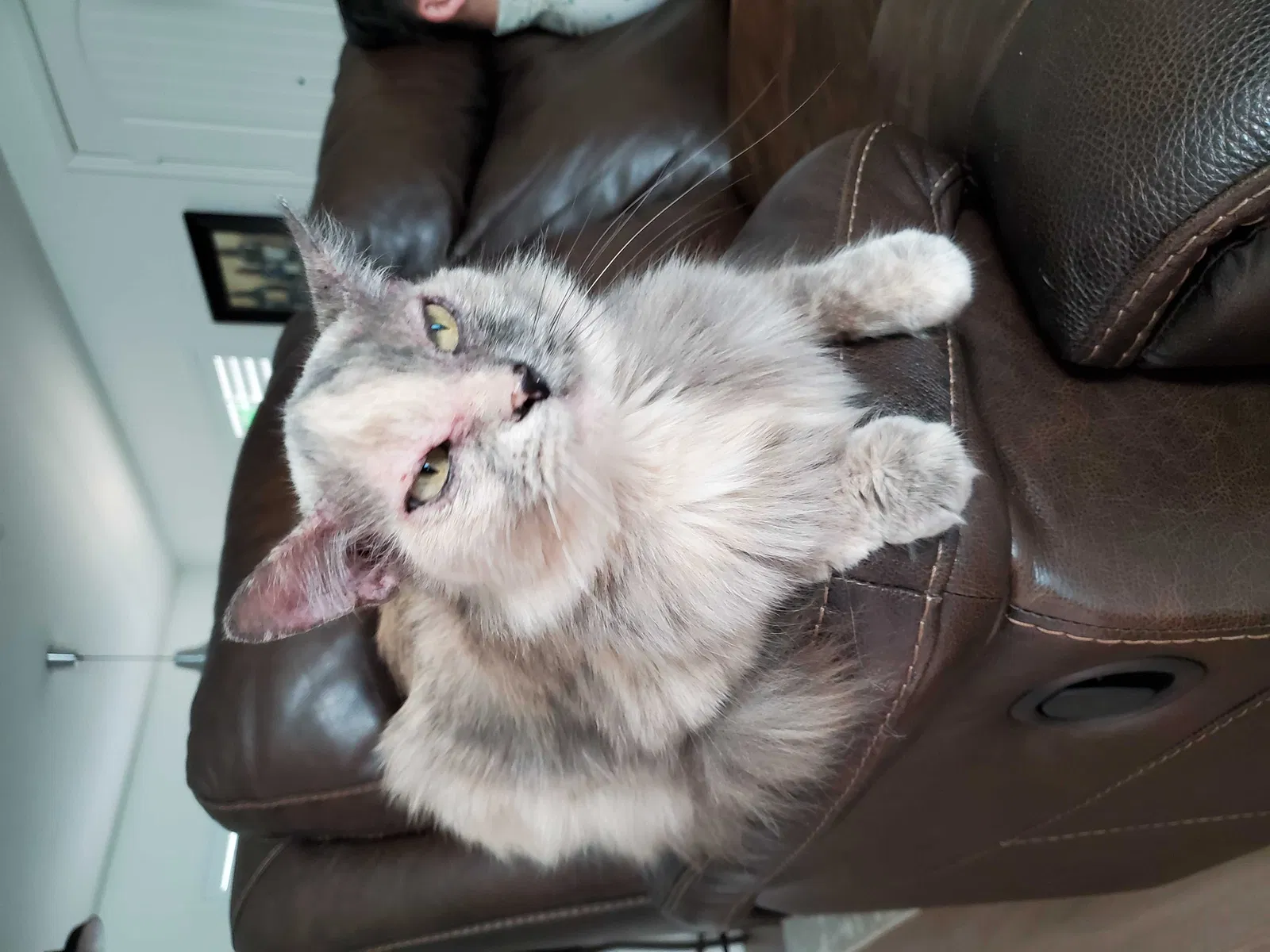 Lost cat in Santa Clarita, CA, 91350