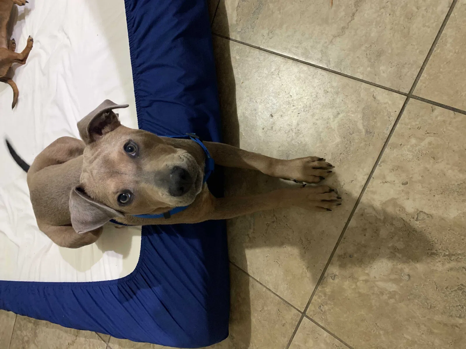 Lost dog in Granbury, TX, 76048