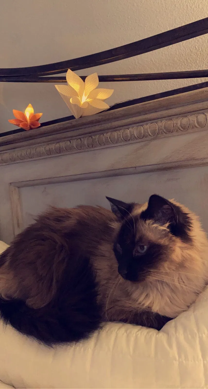 Lost cat in Baton Rouge, LA, 70810