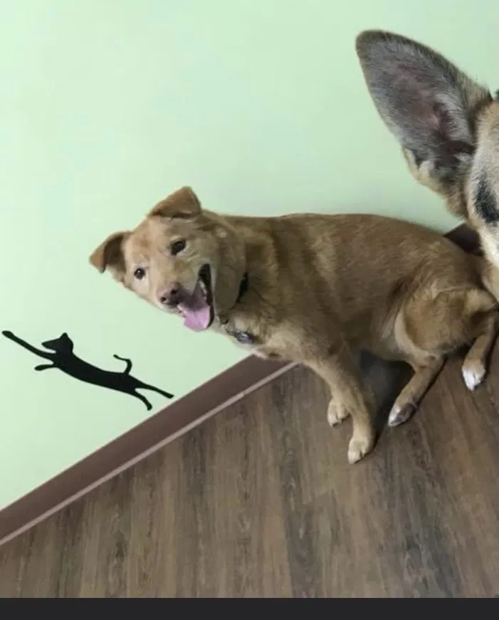 Lost dog in Collinsville, IL, 62234