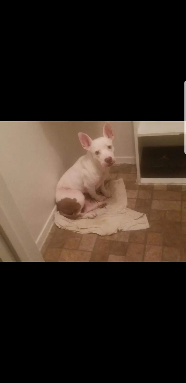 Lost dog in Grand Prairie, TX, 75052