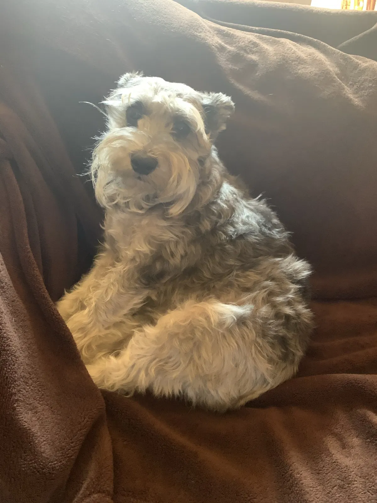 Lost dog in Sherman, TX, 75092