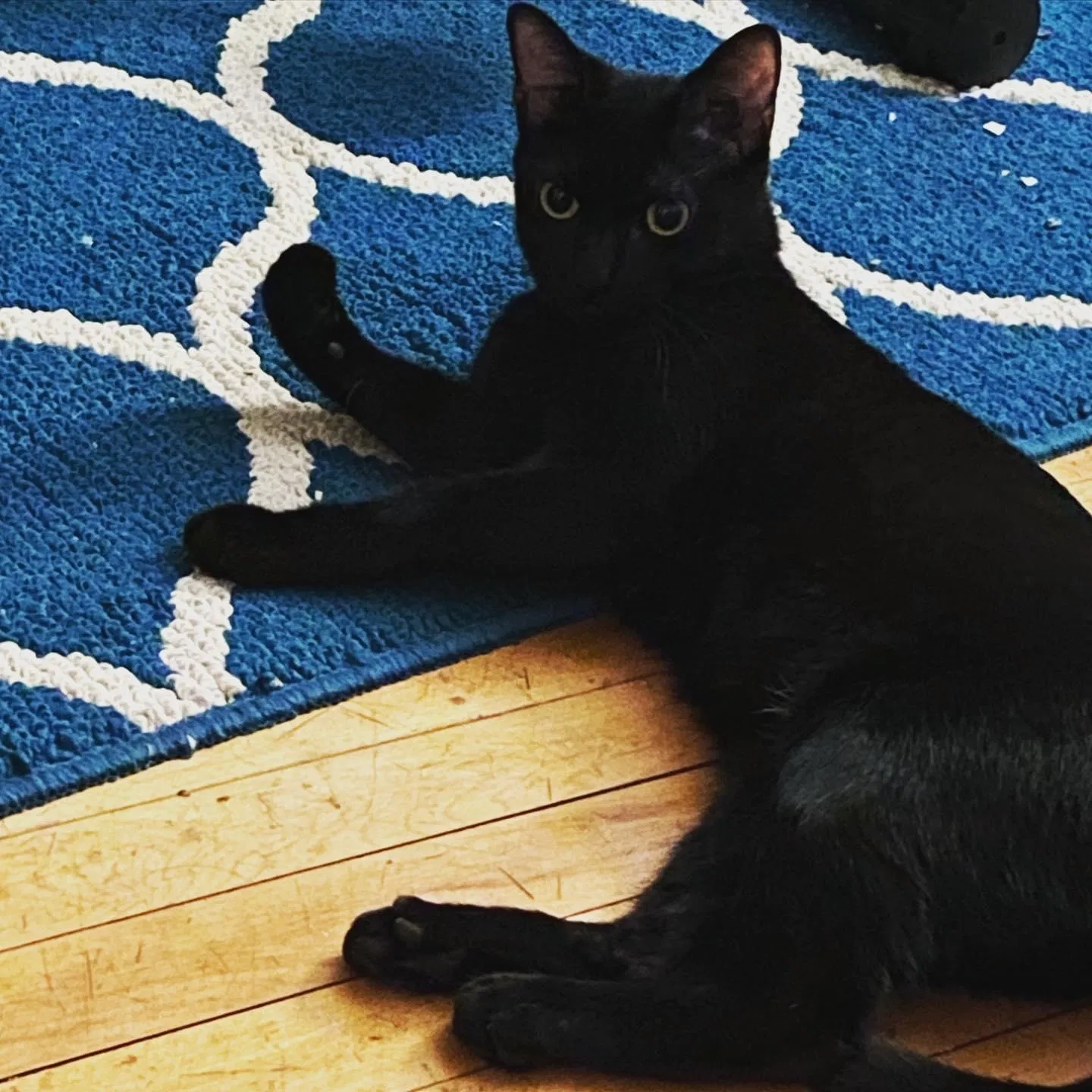 Lost cat in Minneapolis, MN, 55411