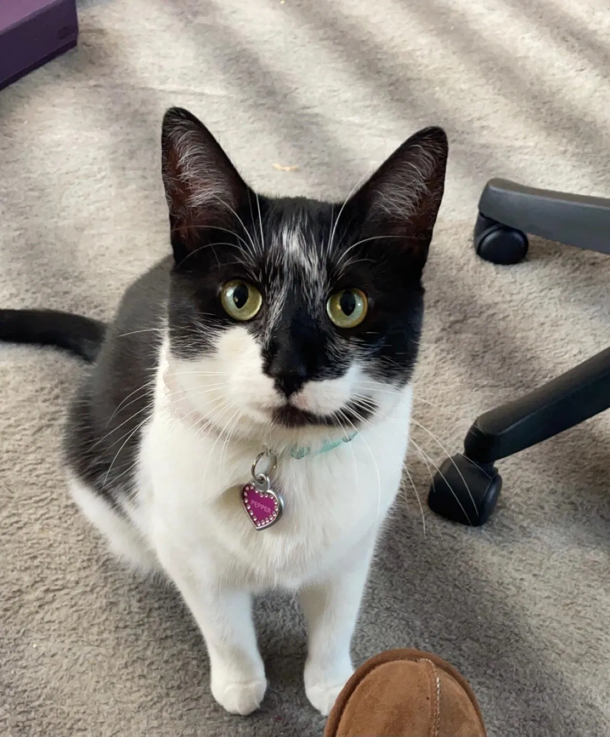 Lost cat in Boise, ID, 83702