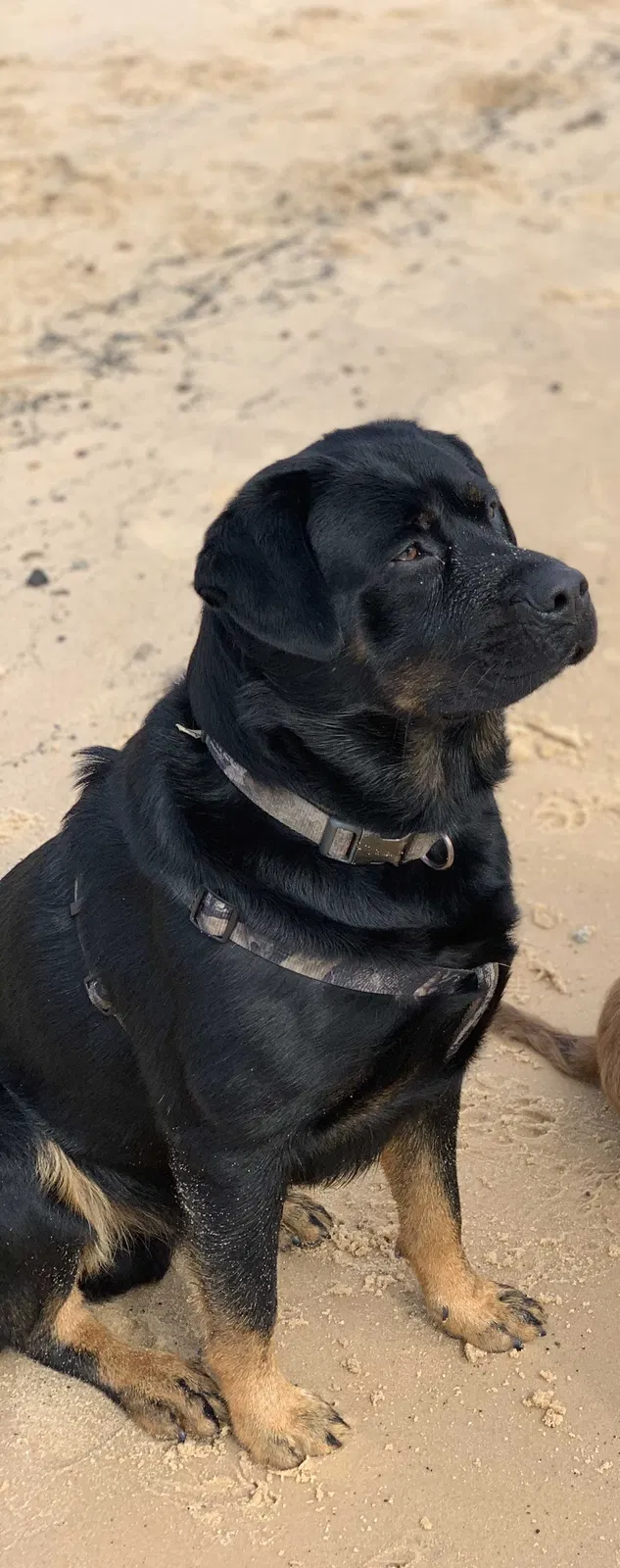 Lost dog in Douglas, GA, 31535