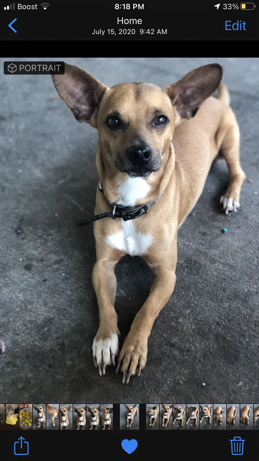 Lost dog in Pasadena, TX, 77506