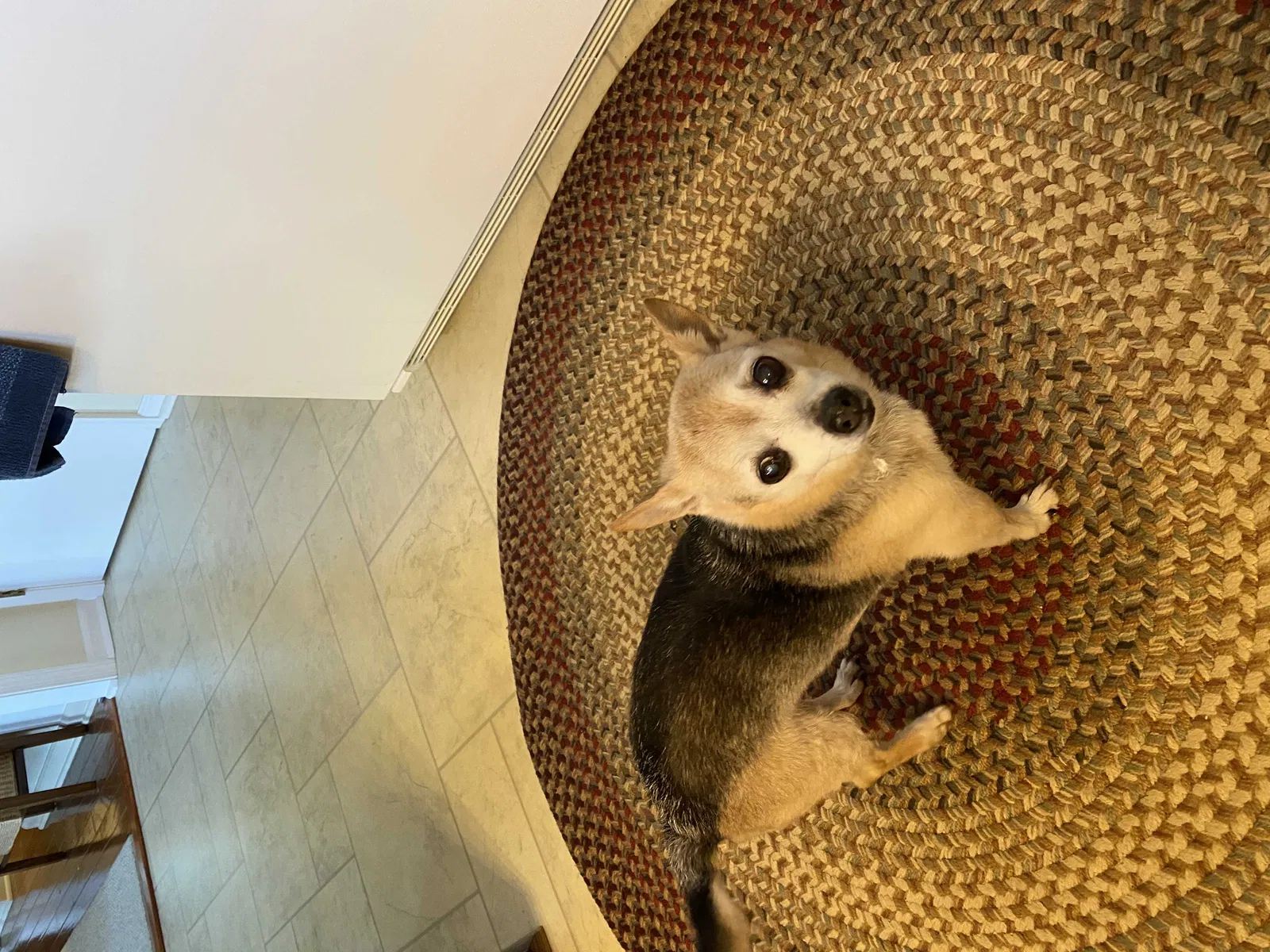 Lost dog in Paradise, PA, 17562
