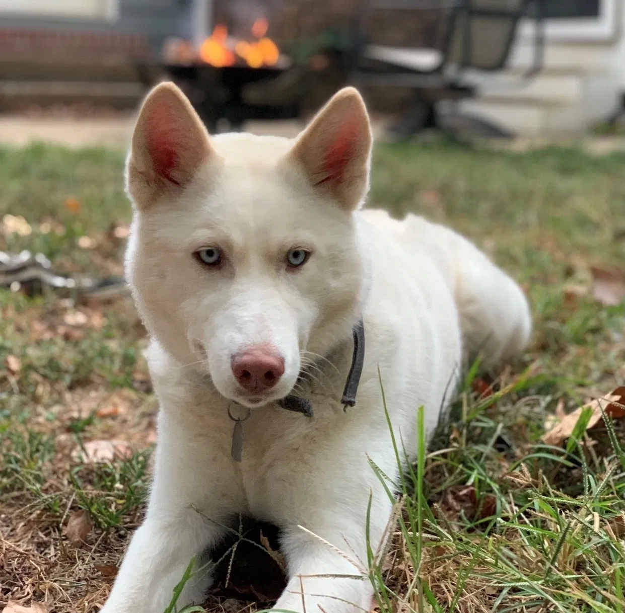 Lost dog in Charlotte, NC, 28262