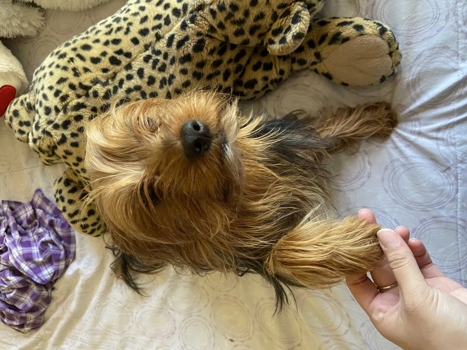 Lost dog in Miami, FL, 33196