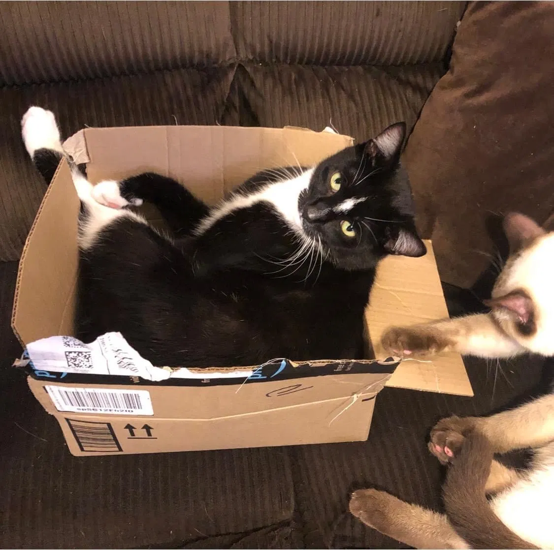 Lost cat in Seattle, WA, 98168