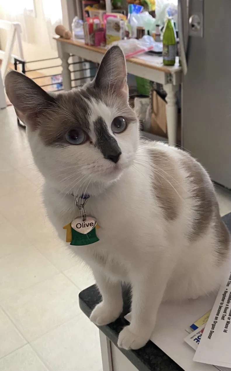 Lost cat in Mattapan, MA, 2126