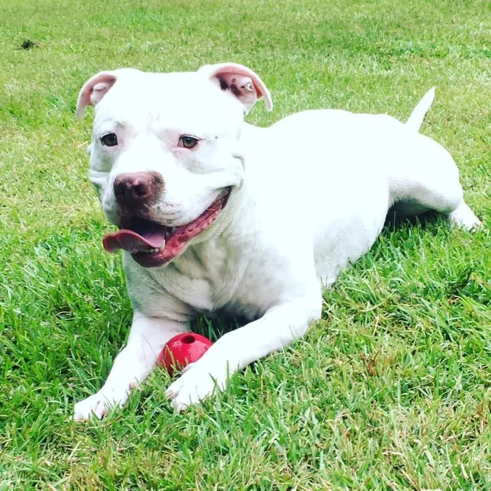Lost dog in Lillington, NC, 27546
