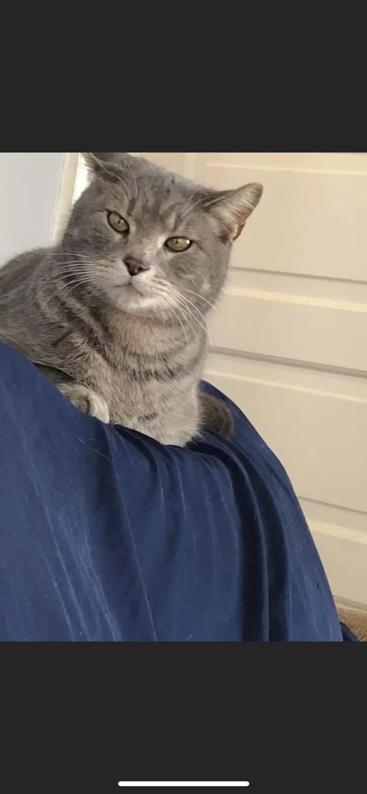 Lost cat in Cincinnati, OH, 45205