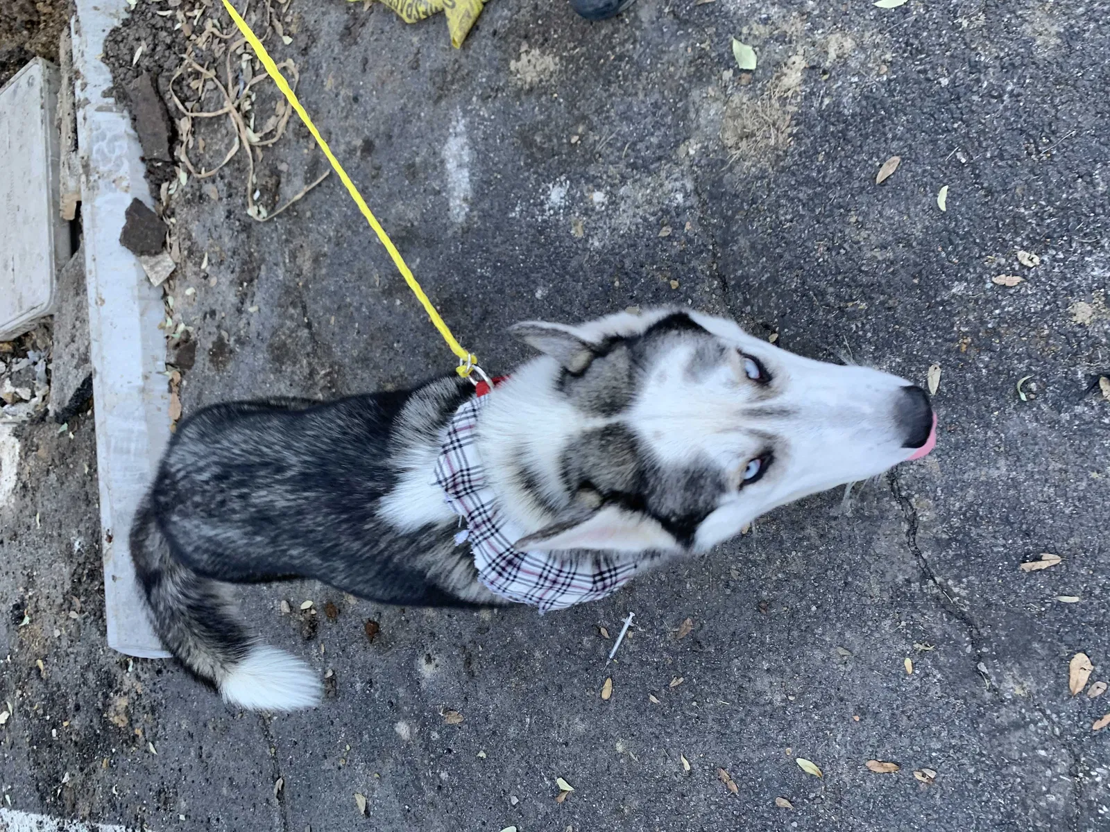 Lost dog in Dallas, TX, 75217