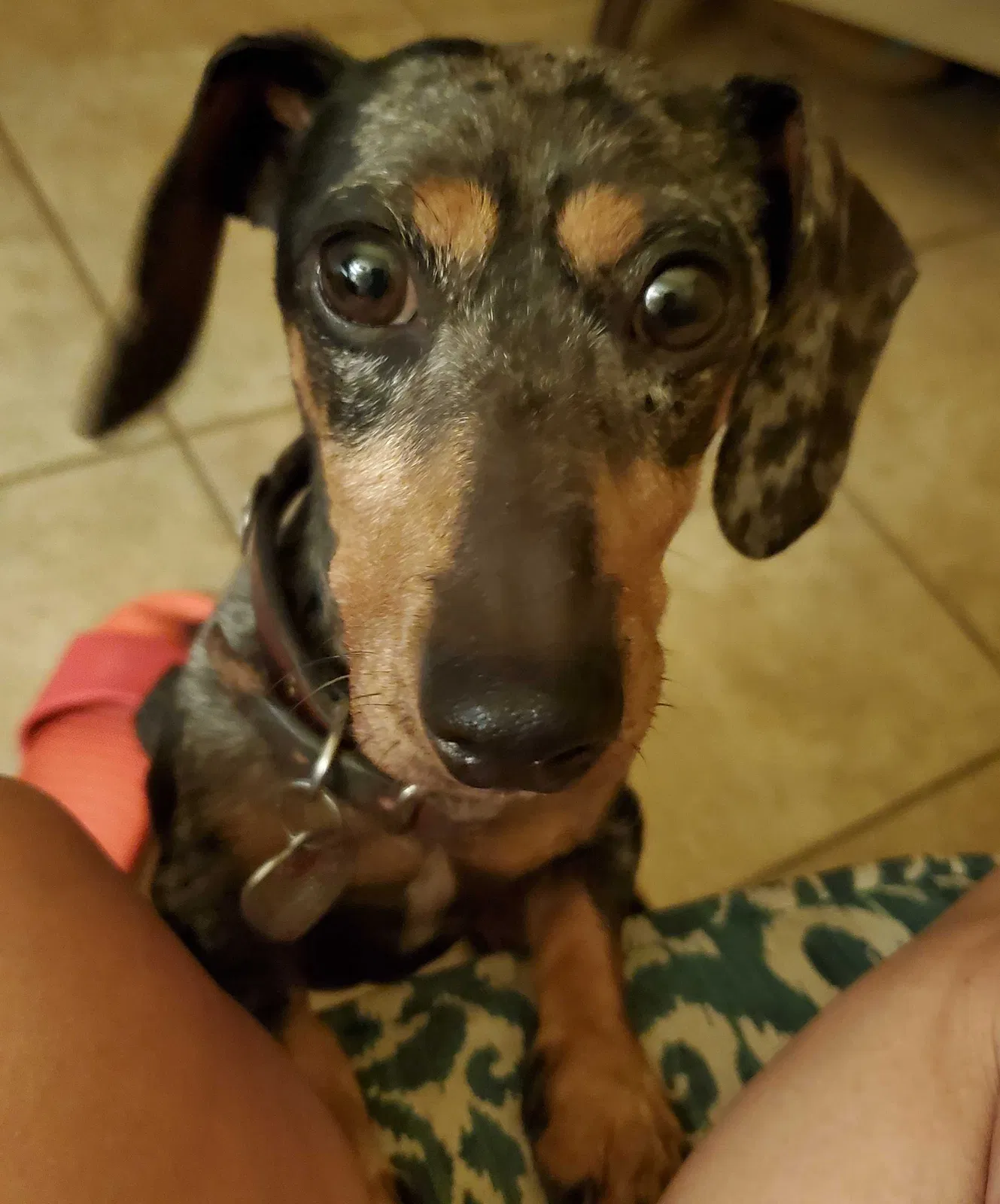 Lost dog in Belton, TX, 76513