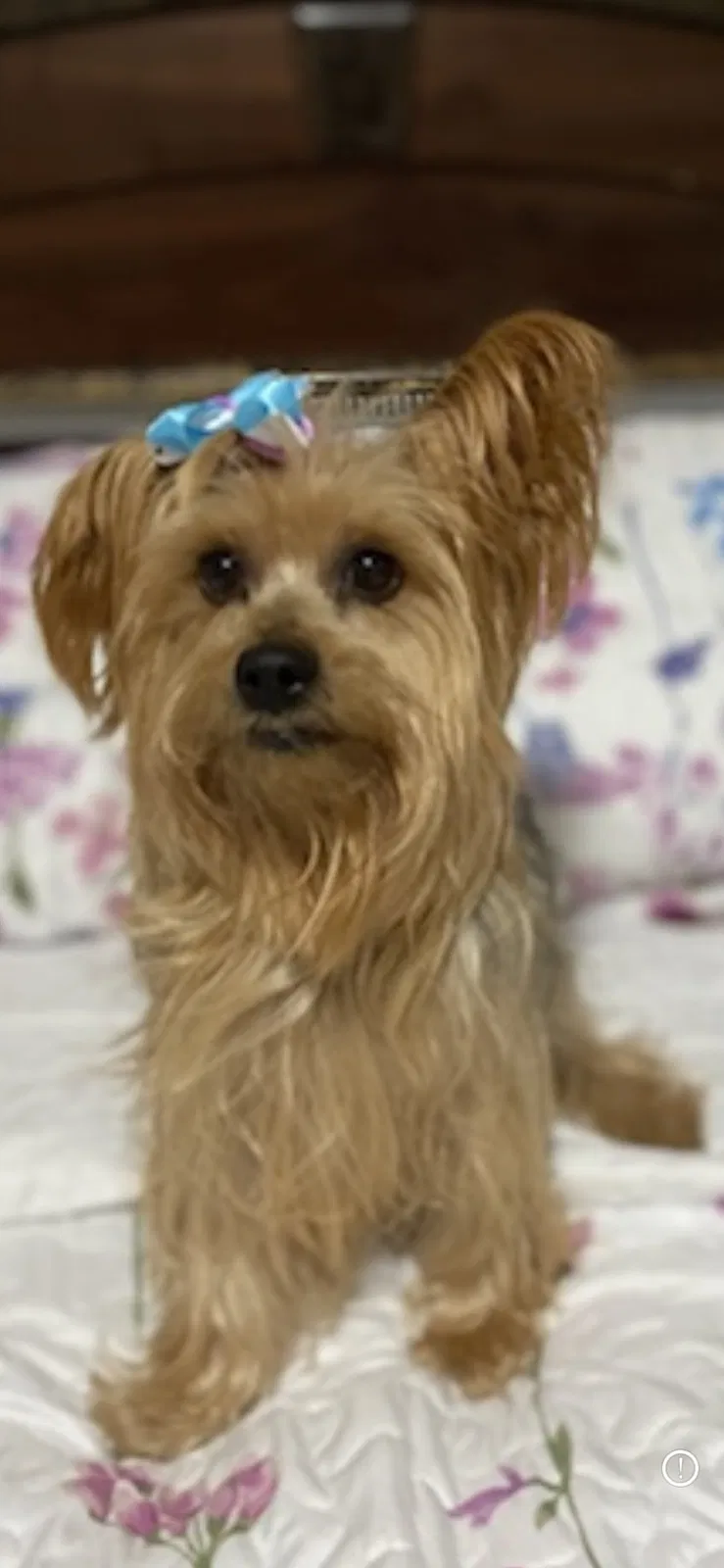 Lost dog in Miami, FL, 33126
