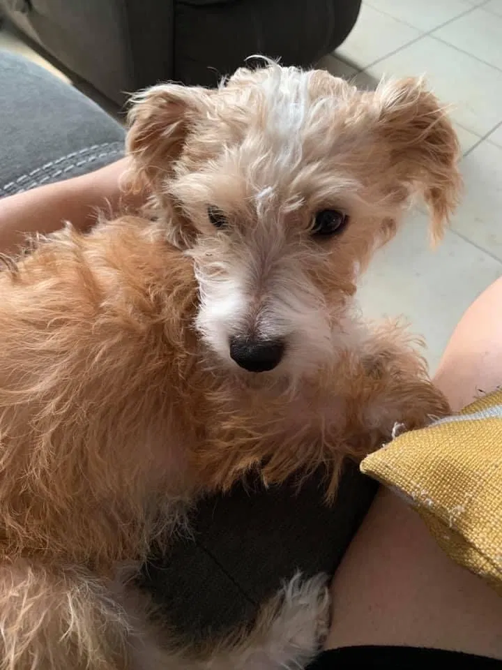 Lost dog in Thousand Palms, CA, 92276