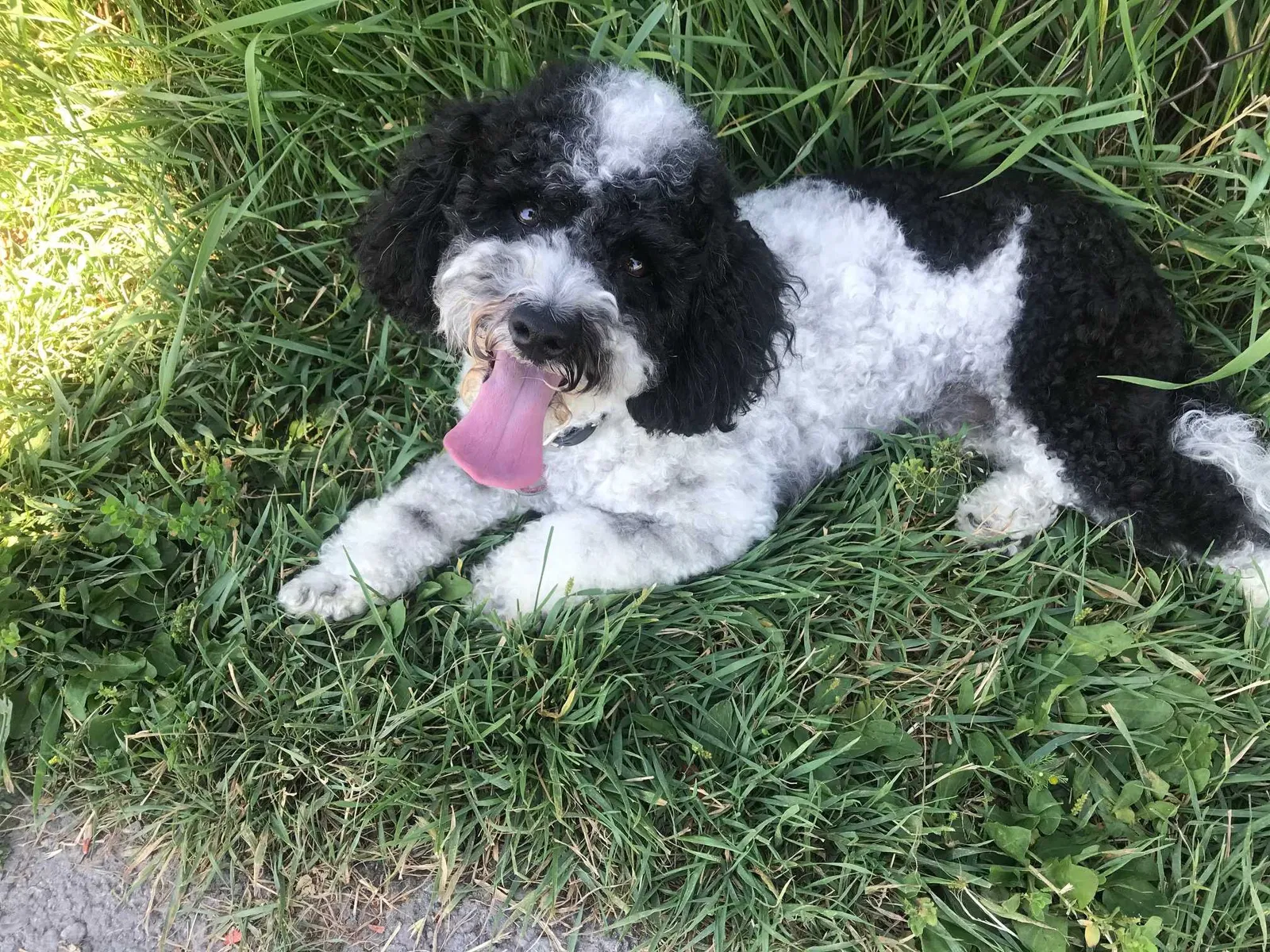 Lost dog in San Bernardino, CA, 92404