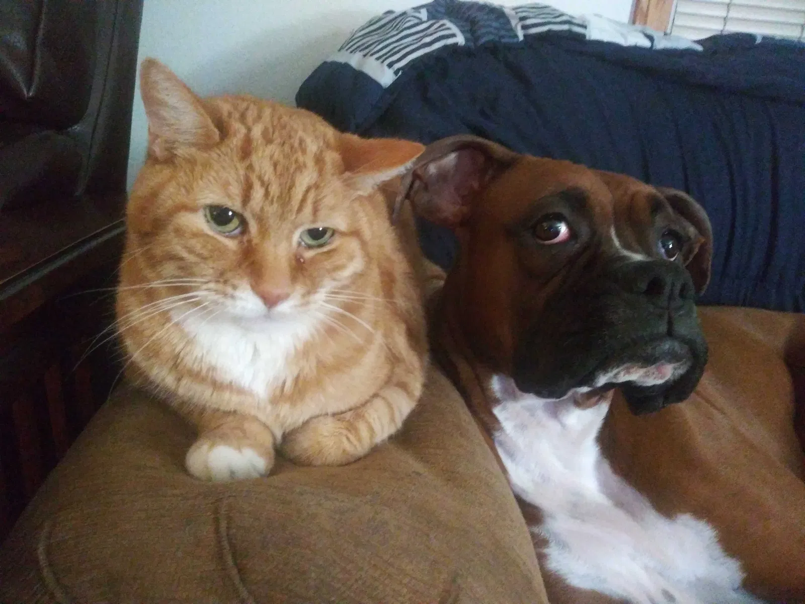 Lost cat in Greeley, CO, 80631