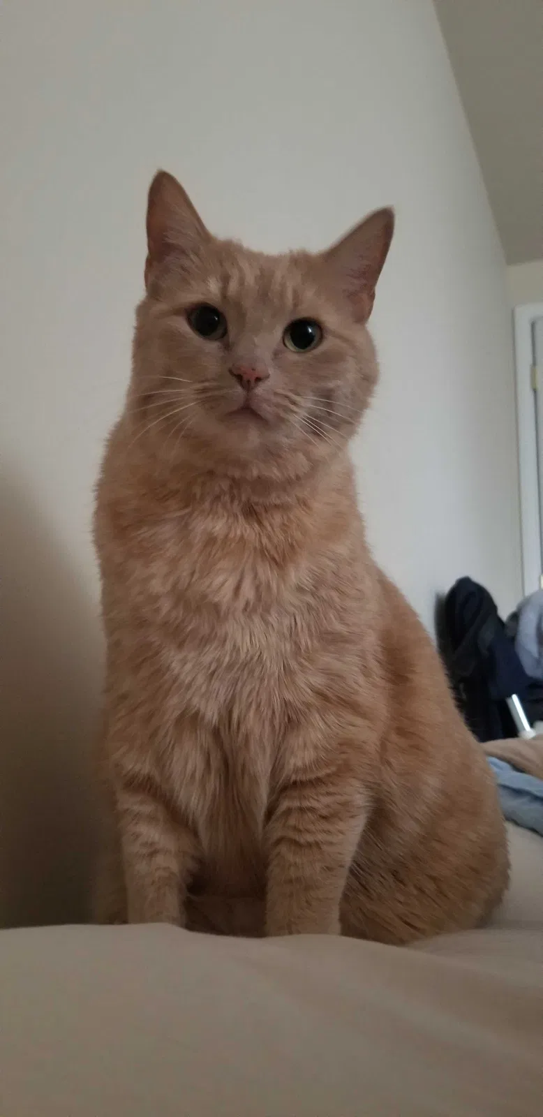 Lost cat in Kenmore, WA, 98028