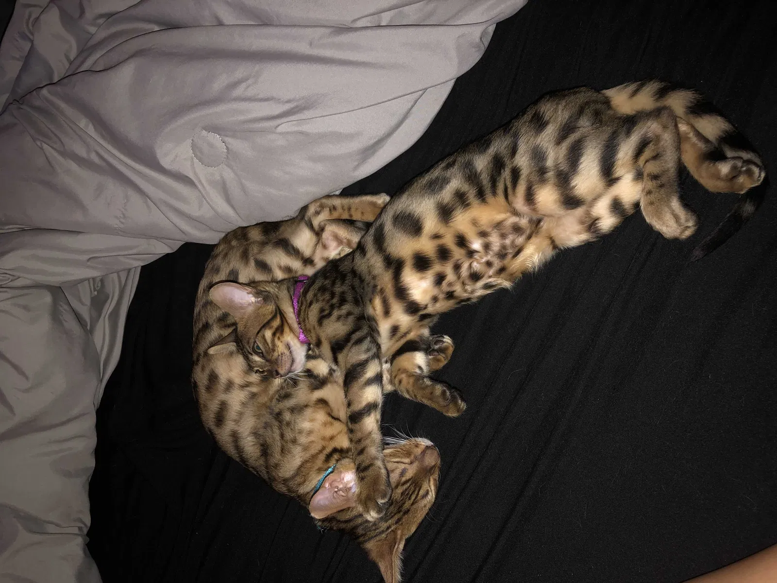 Lost cat in Union City, CA, 94587