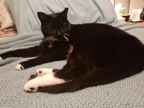 Lost cat in Columbus, OH, 43201