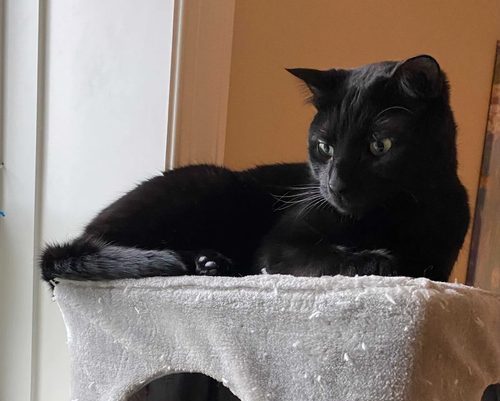 Lost cat in Woodstock, MD, 21163