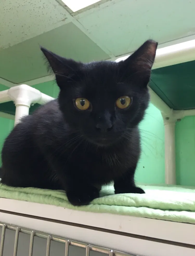 Lost cat in West Palm Beach, FL, 33415