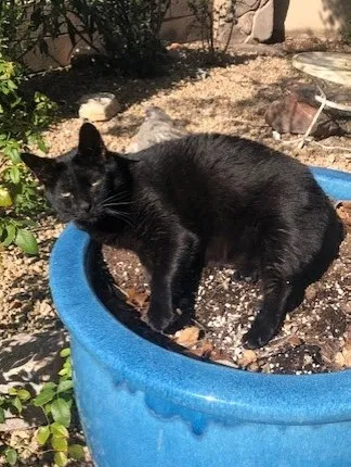 Lost cat in Scottsdale, AZ, 85255