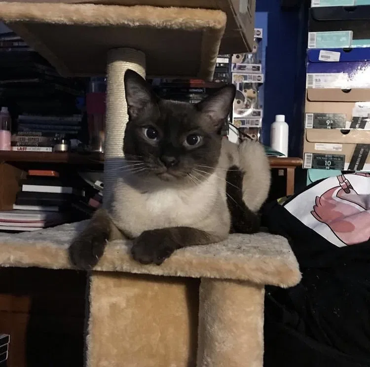 Lost cat in Chicago, IL, 60632