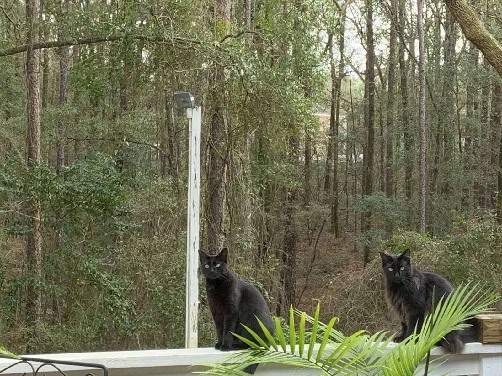 Lost cat in Mobile, AL, 36618
