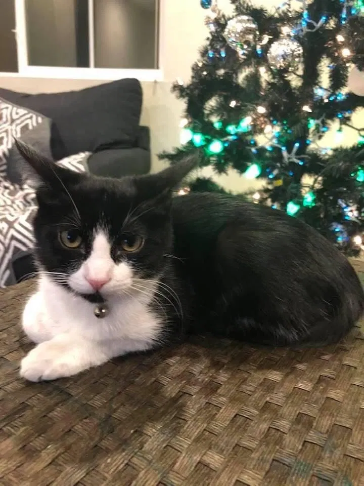Lost cat in San Marcos, CA, 92078