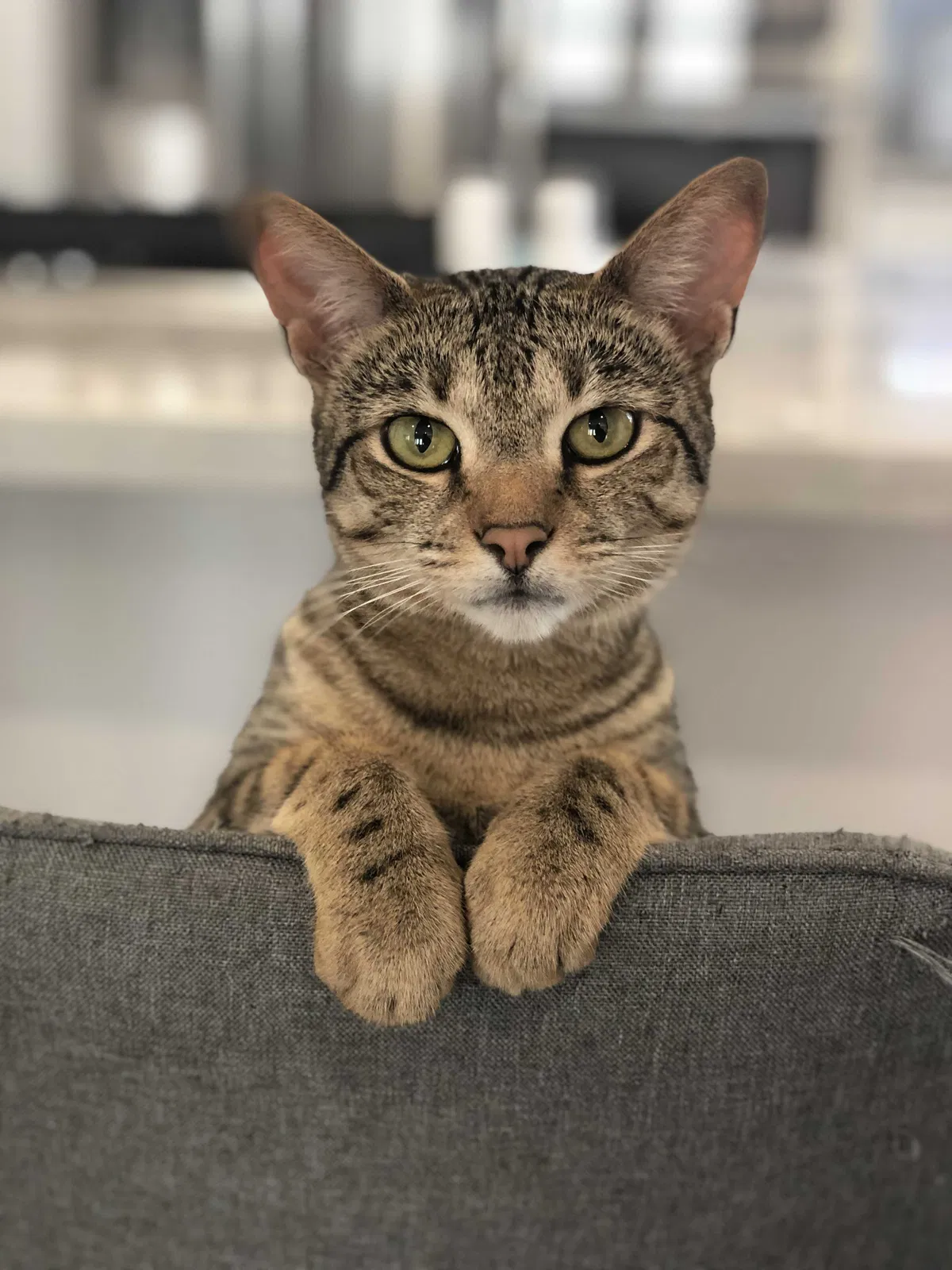 Lost cat in Upland, CA, 91784
