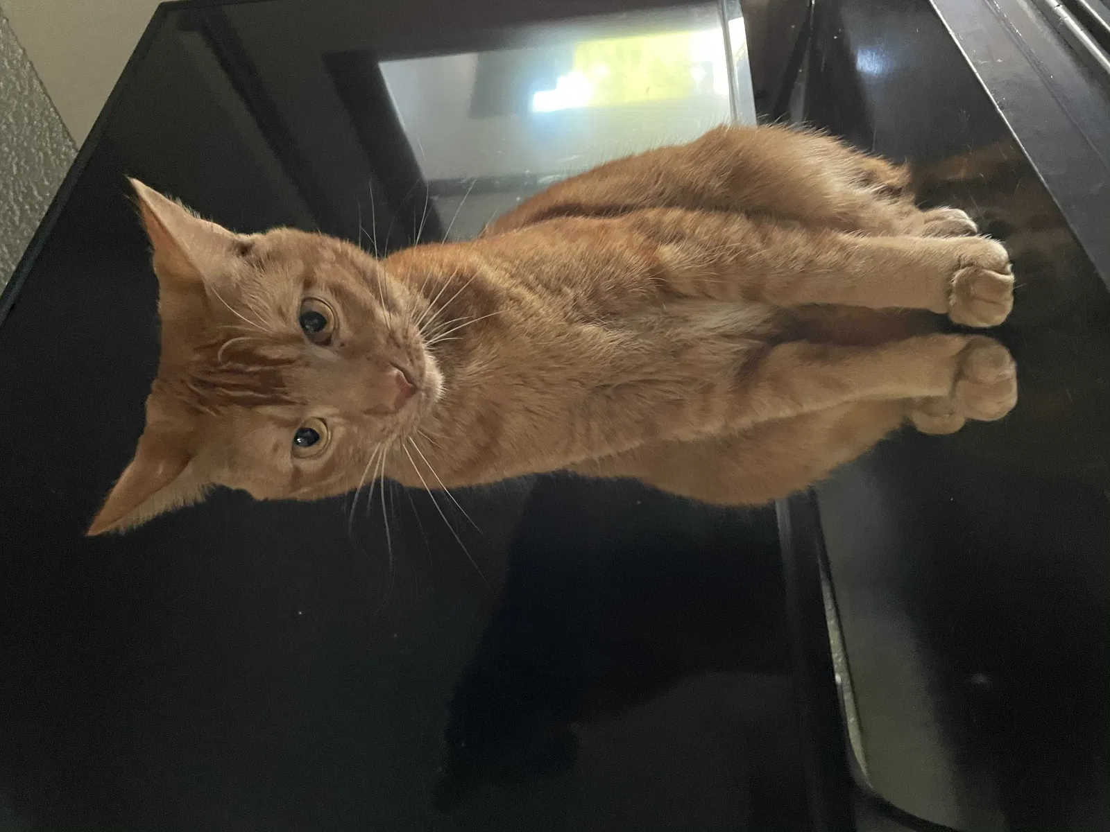 Lost cat in Scottsdale, AZ, 85259