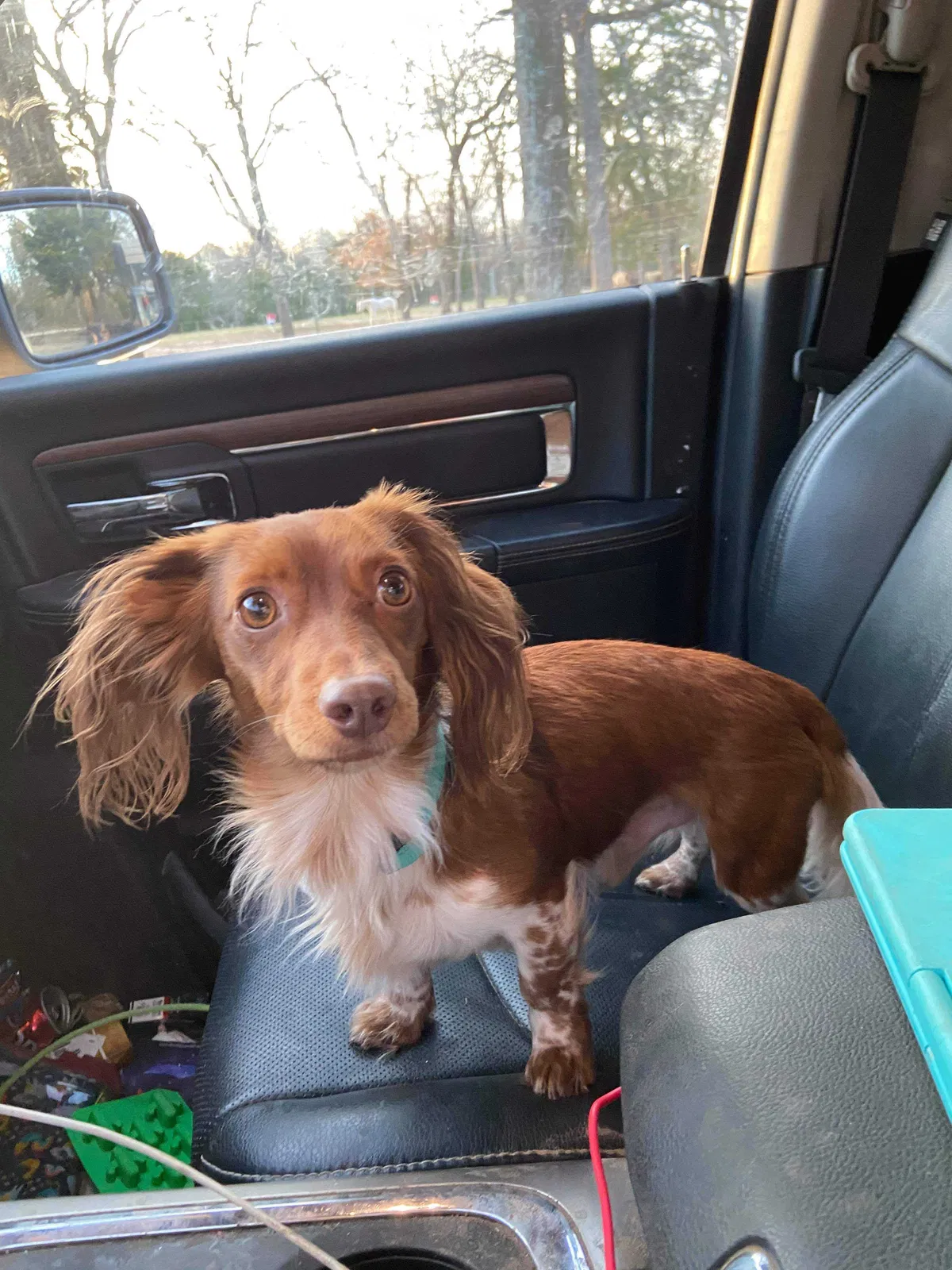 Lost dog in Athens, TX, 75751