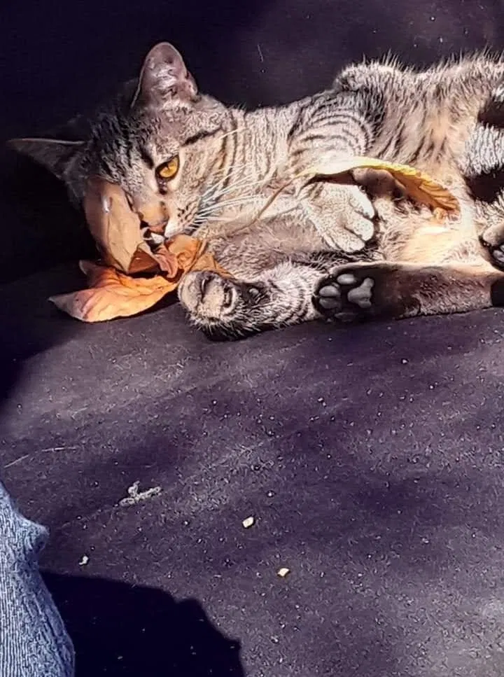 Lost cat in Sherwood, AR, 72120