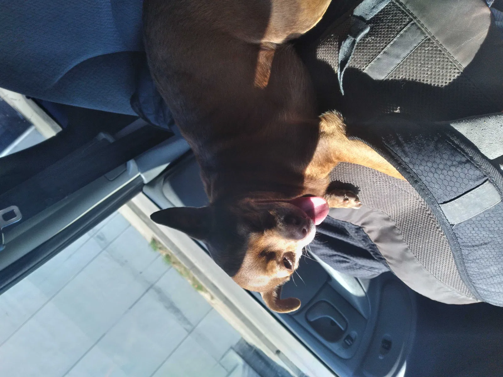 Lost dog in Los Angeles, CA, 90022