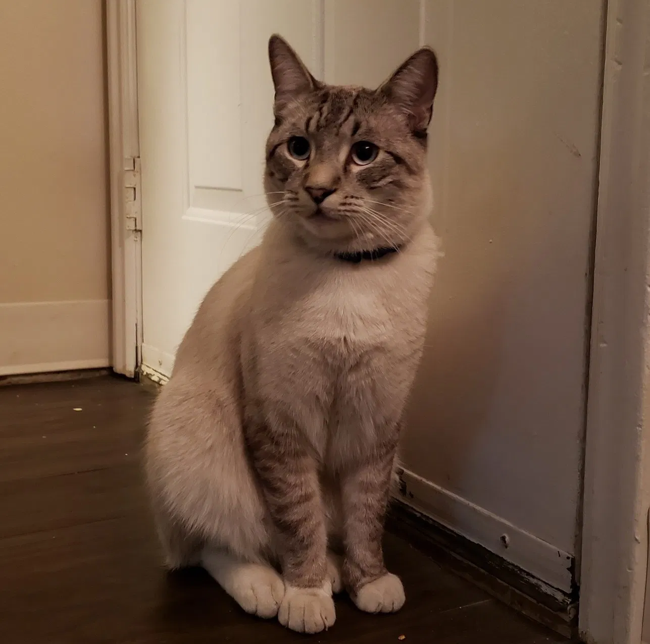Lost cat in Berkeley, CA, 94708