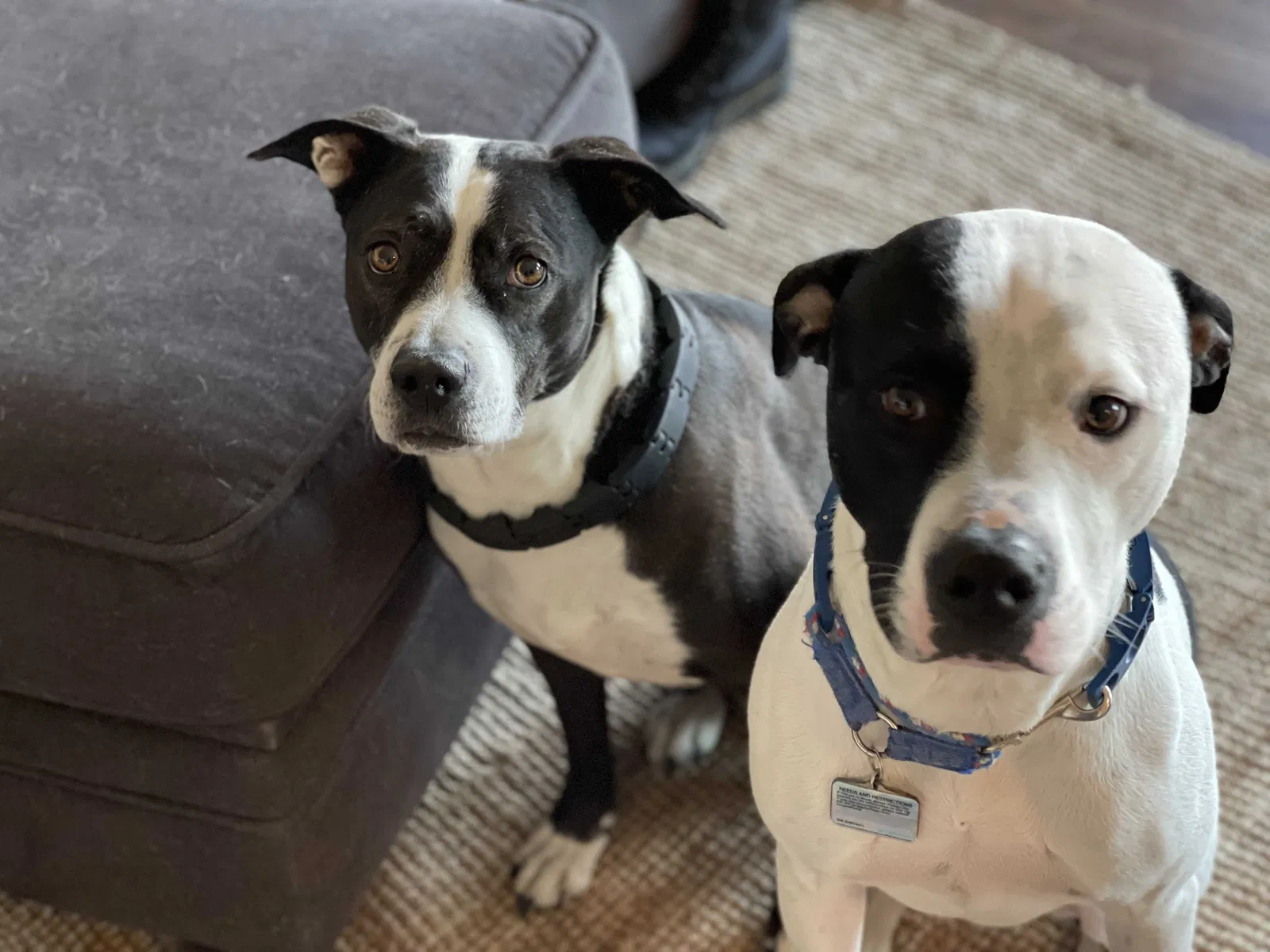 Lost dog in Bennett, CO, 80102