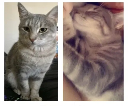 Lost cat in Hillsboro, OR, 97124