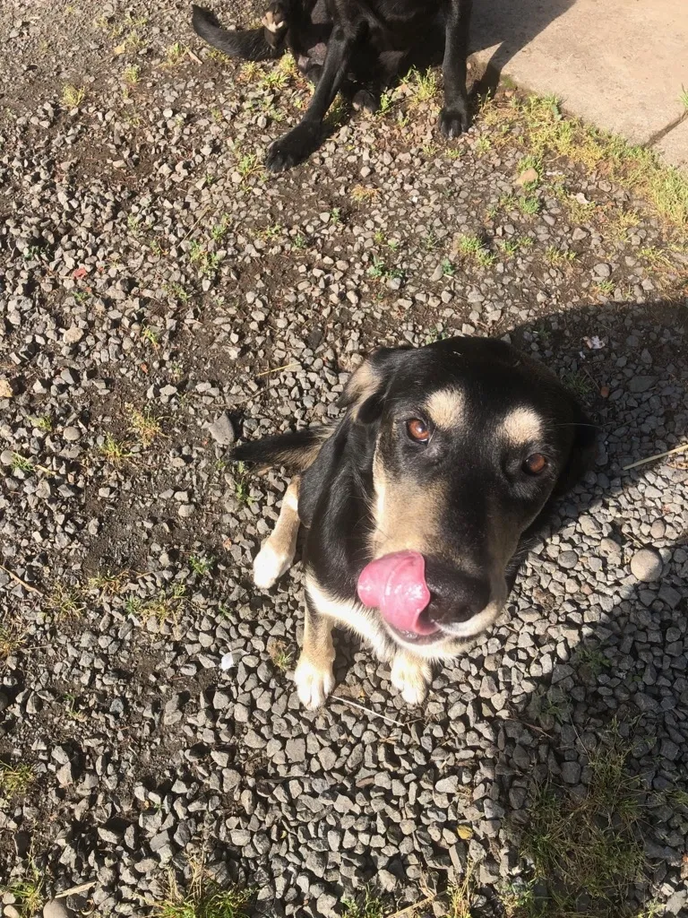 Lost dog in Pleasant Hill, OR, 97455